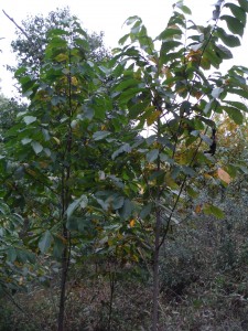 Cacapon Pawpaw trees growing in native environment