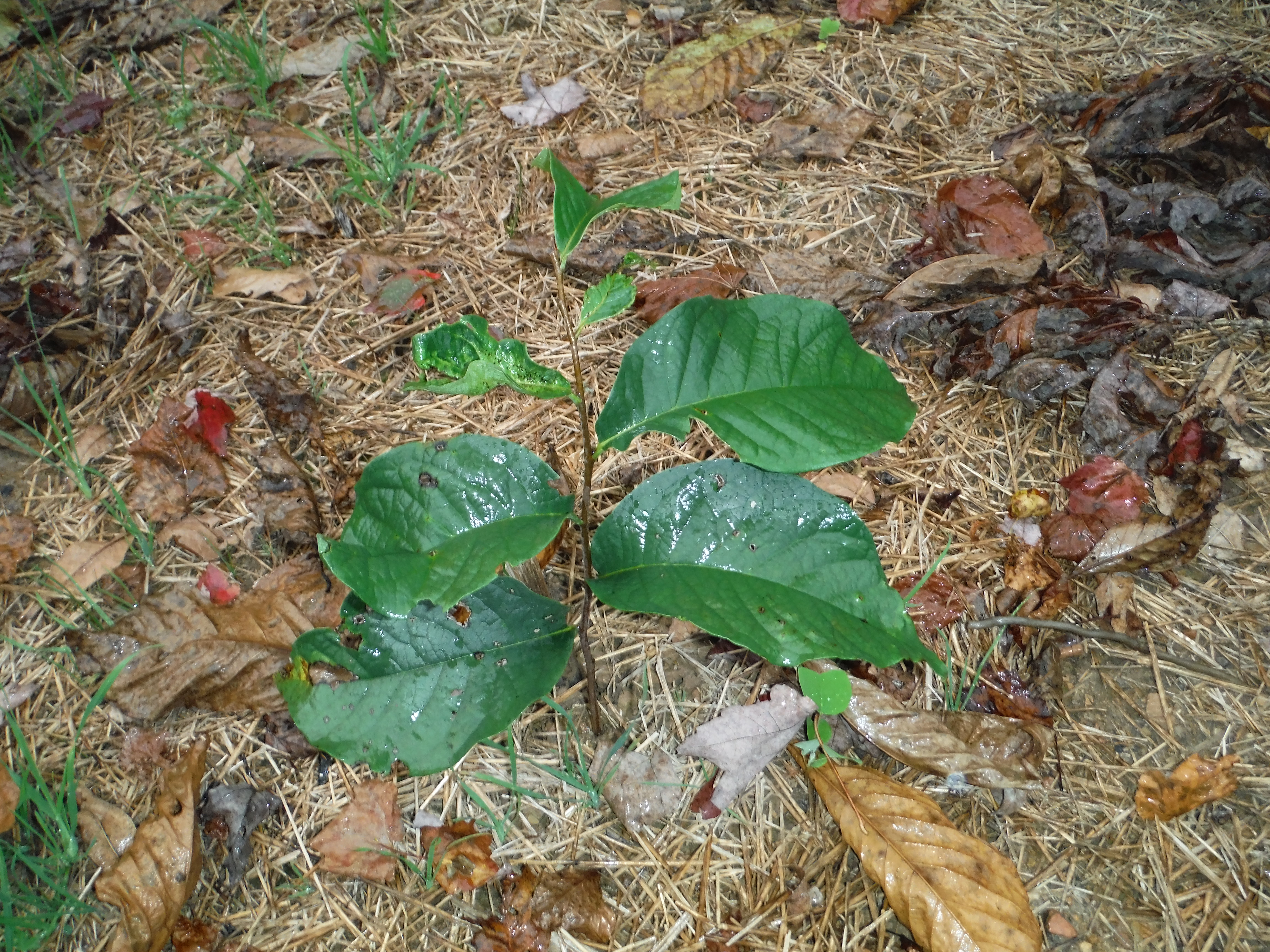 Paw paw plants for sale Idea